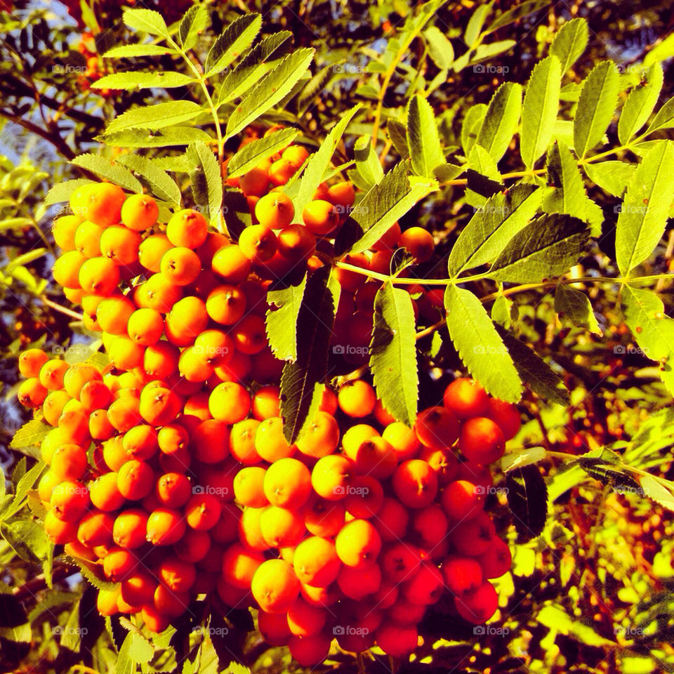 sunset orange leaves colorful by stykellee