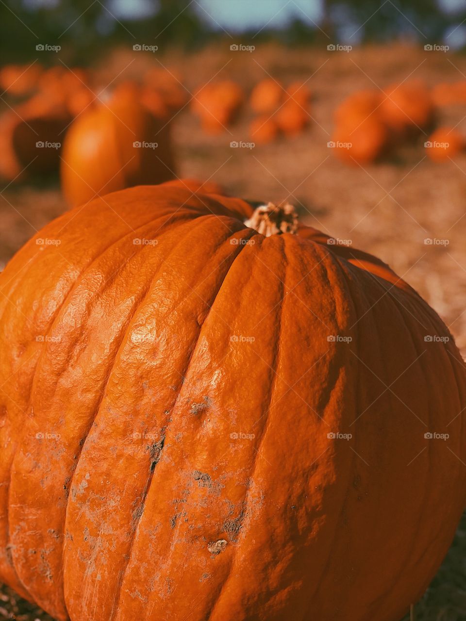 Pumpkin depth affect 