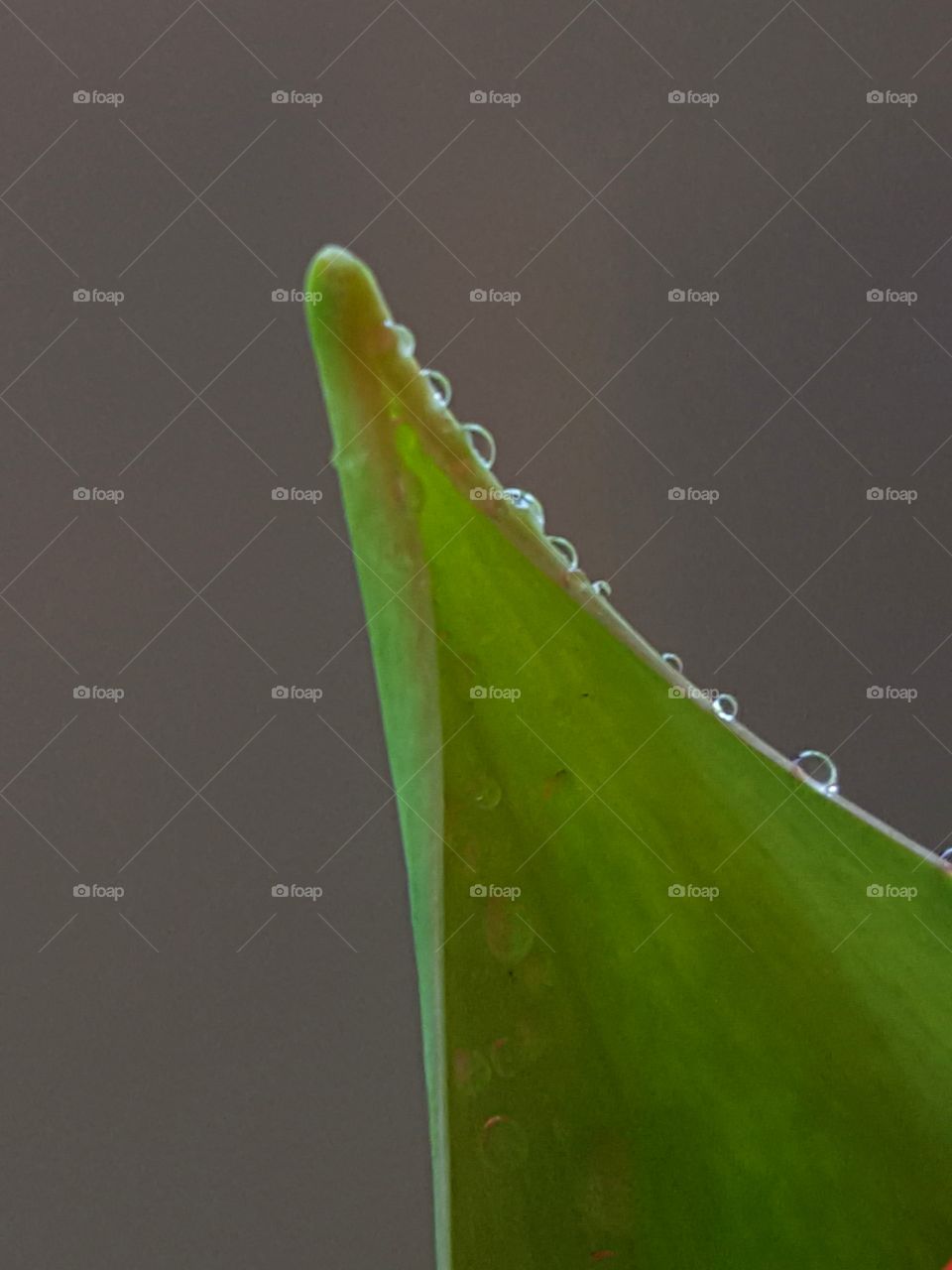 tulip leaf with water droplets