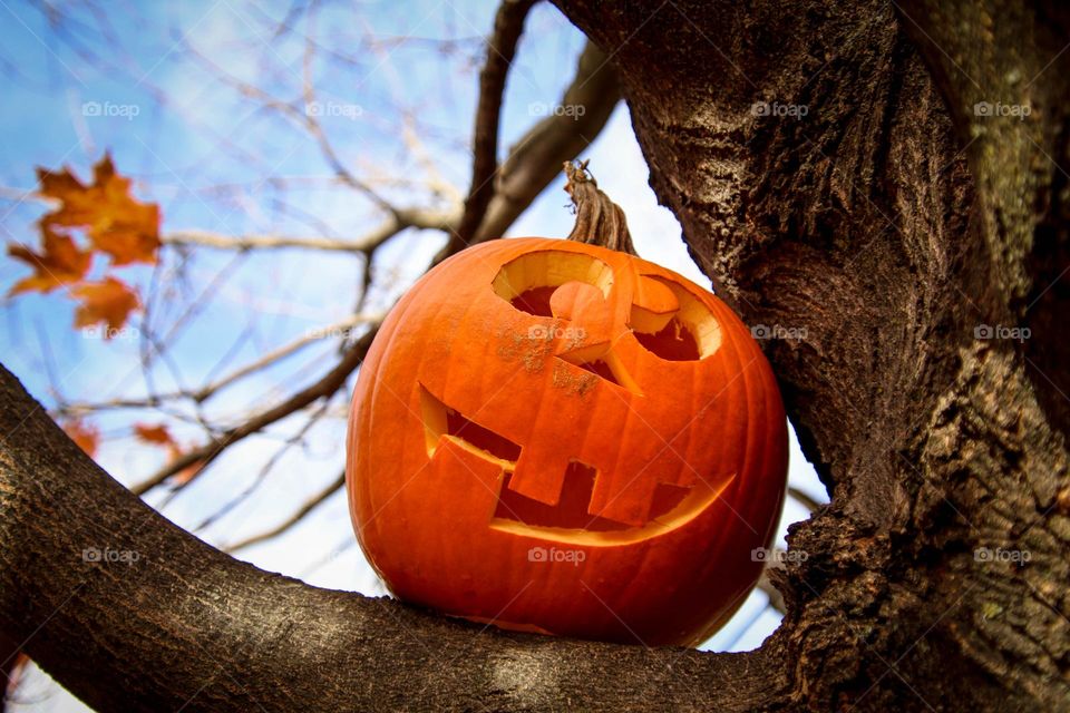 Jack-o-lantern smiling from a tree