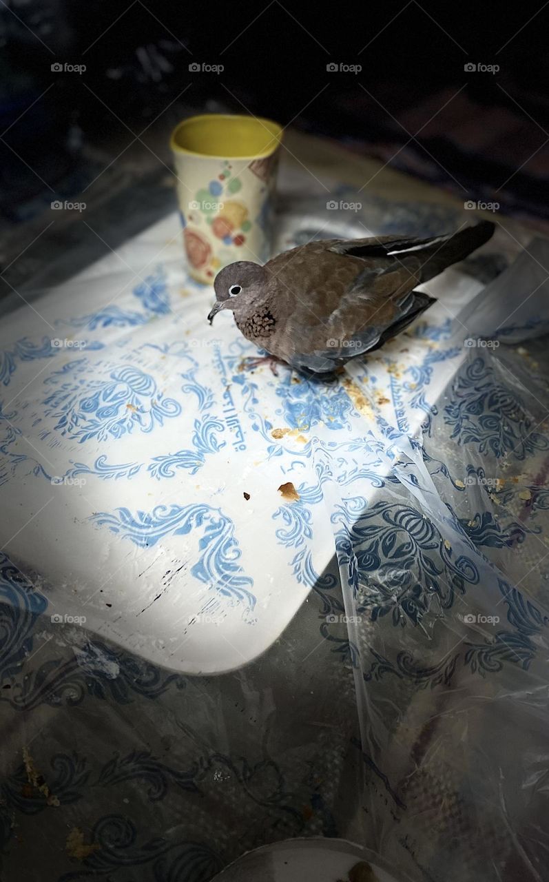 My doctor dove 🕊 Enjoy with me for breakfast 