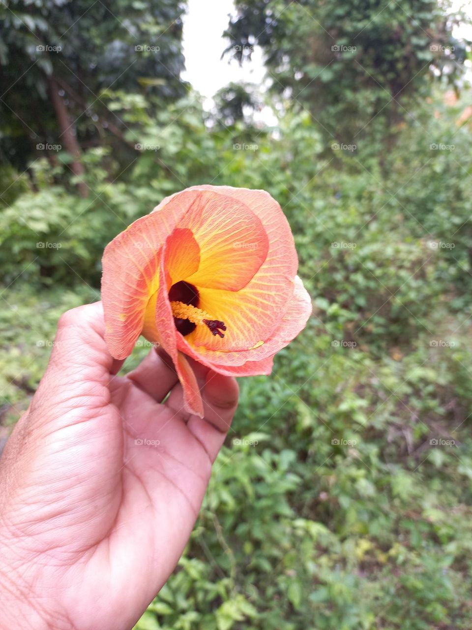 Beautiful Hibiscus tiliaceus flower in hand