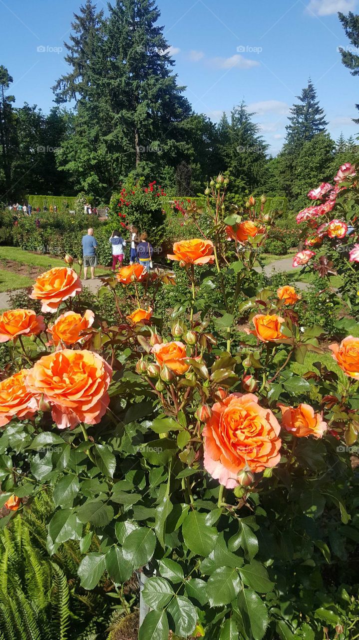 Rose garden in Portland, 
by this time I thinks all the rose is fully bloom and I'm sure it will smells the flora all over the place,