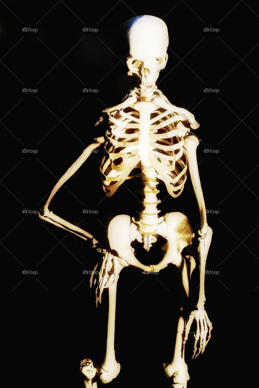 Bones. Skeleton