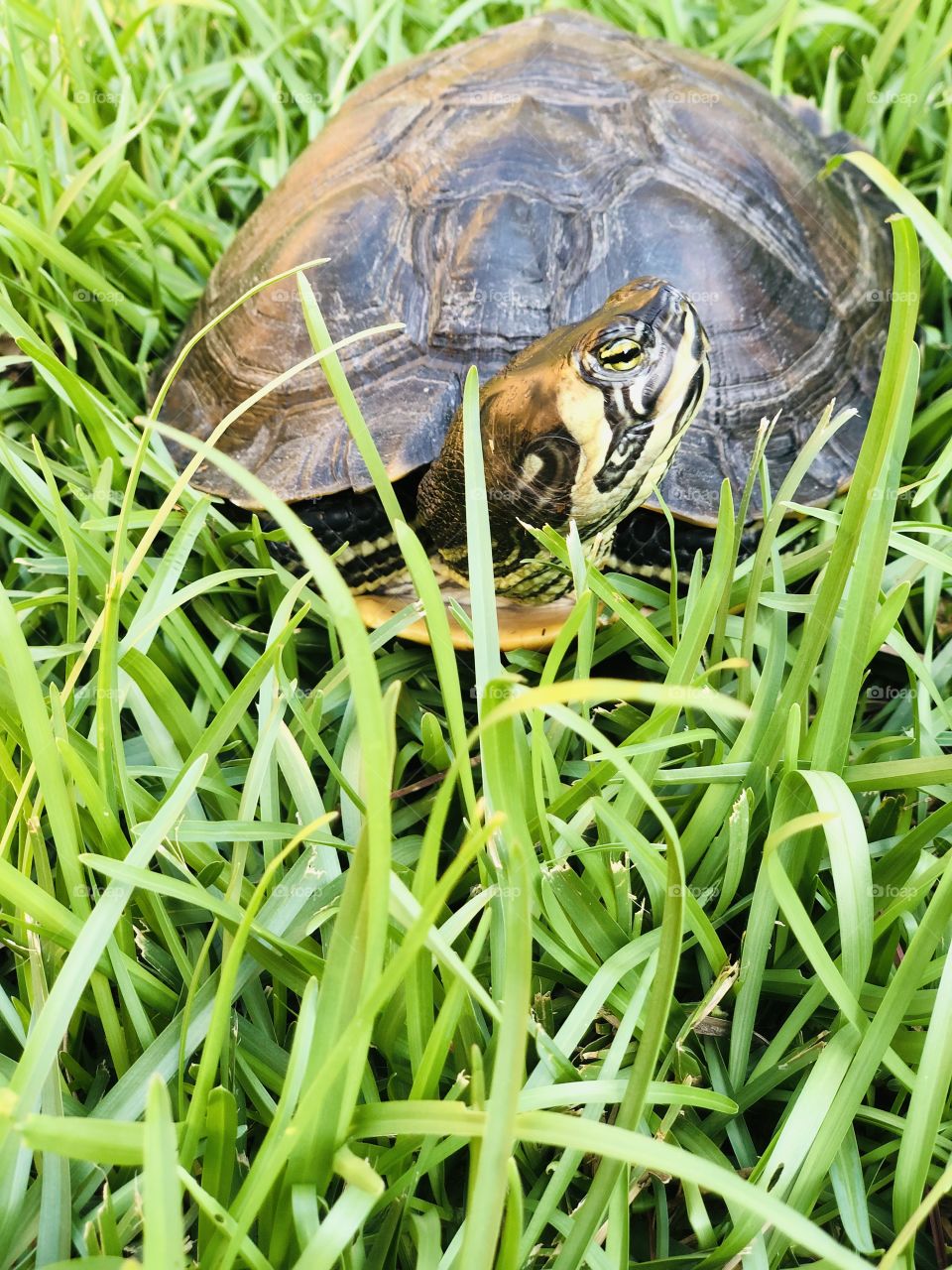 Turtle loves 