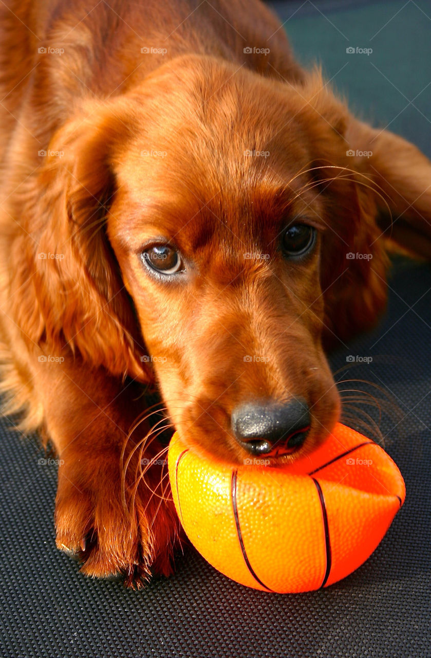BALL LOVING DOG