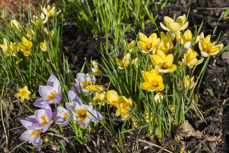Spring -  crocus purple yellow flowers - Vår - krokus lila gula blommor