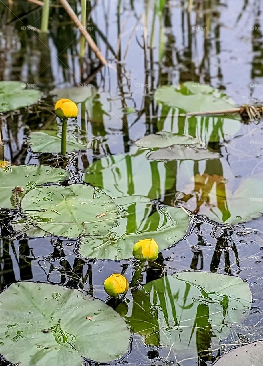 Water Lilly