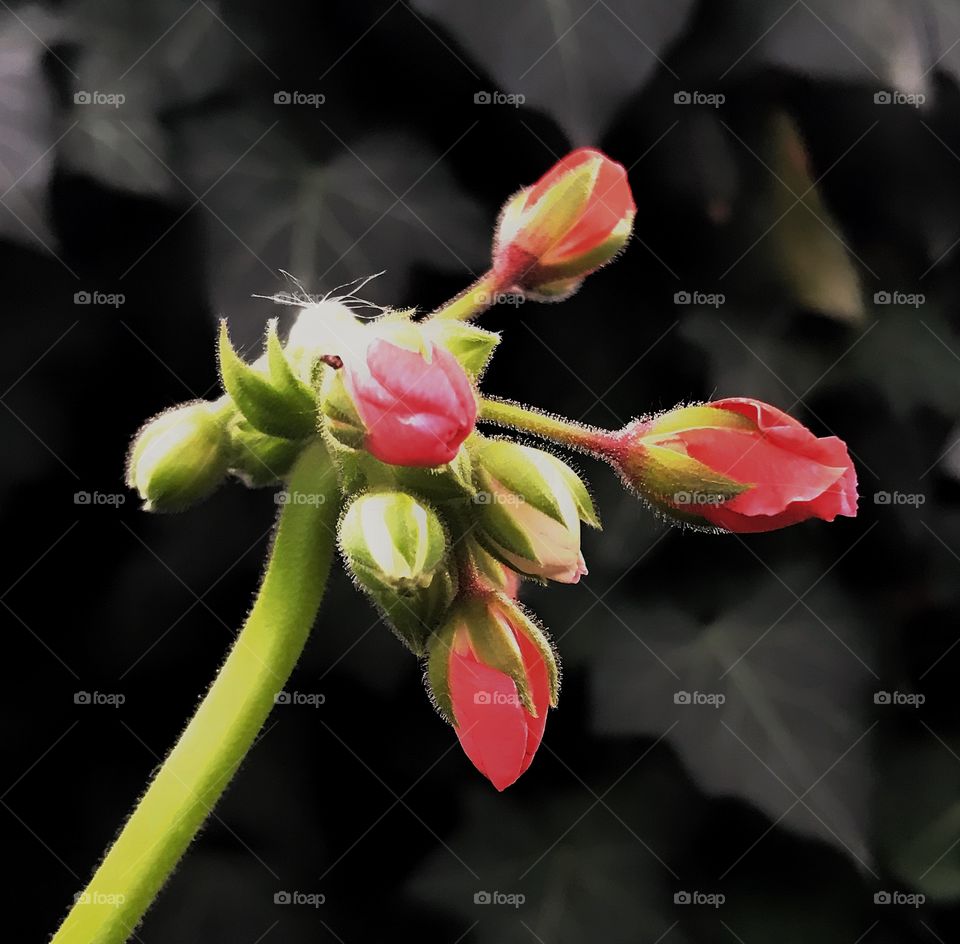 Red flowers