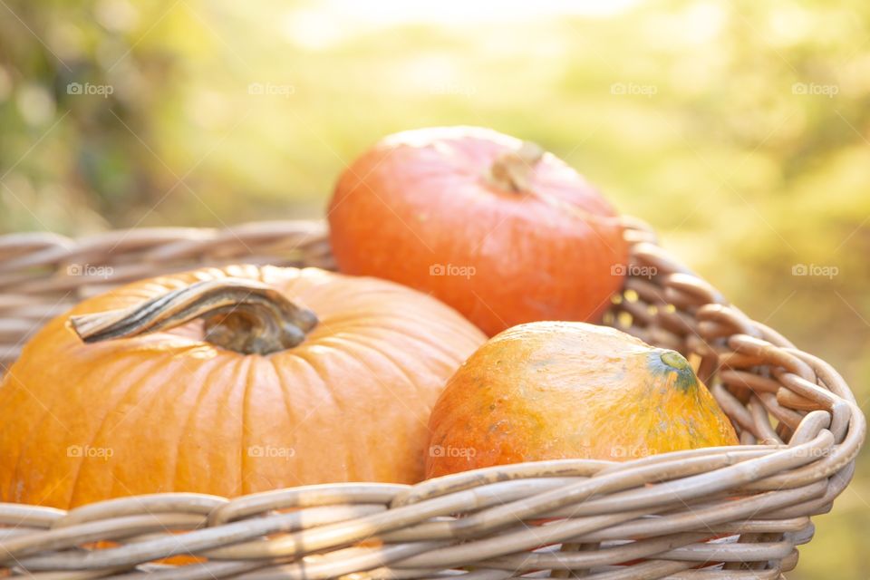 Pumpkins in basket on bright daylight 