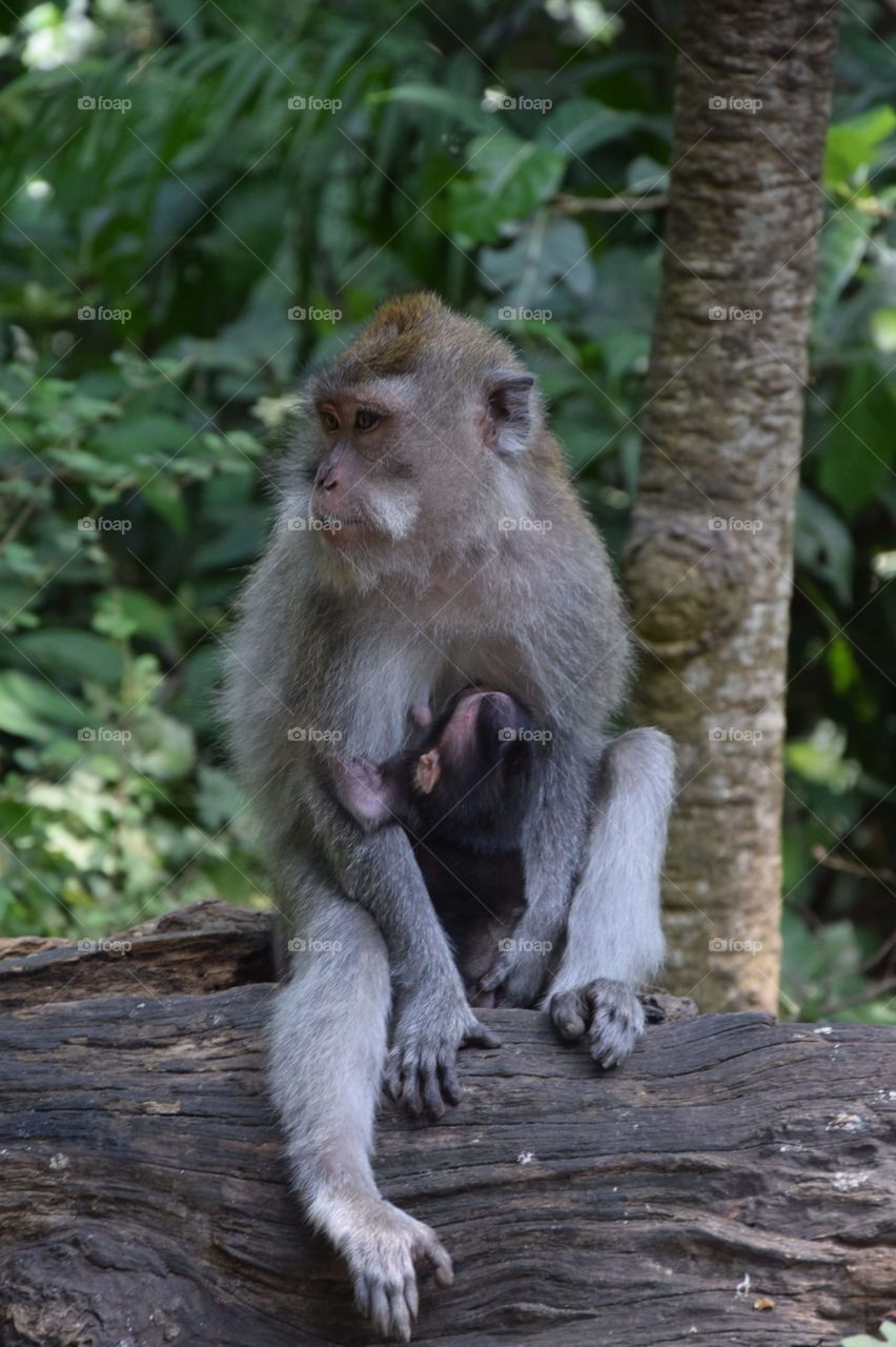 Wonderful monkeys in Ubud, Bali 