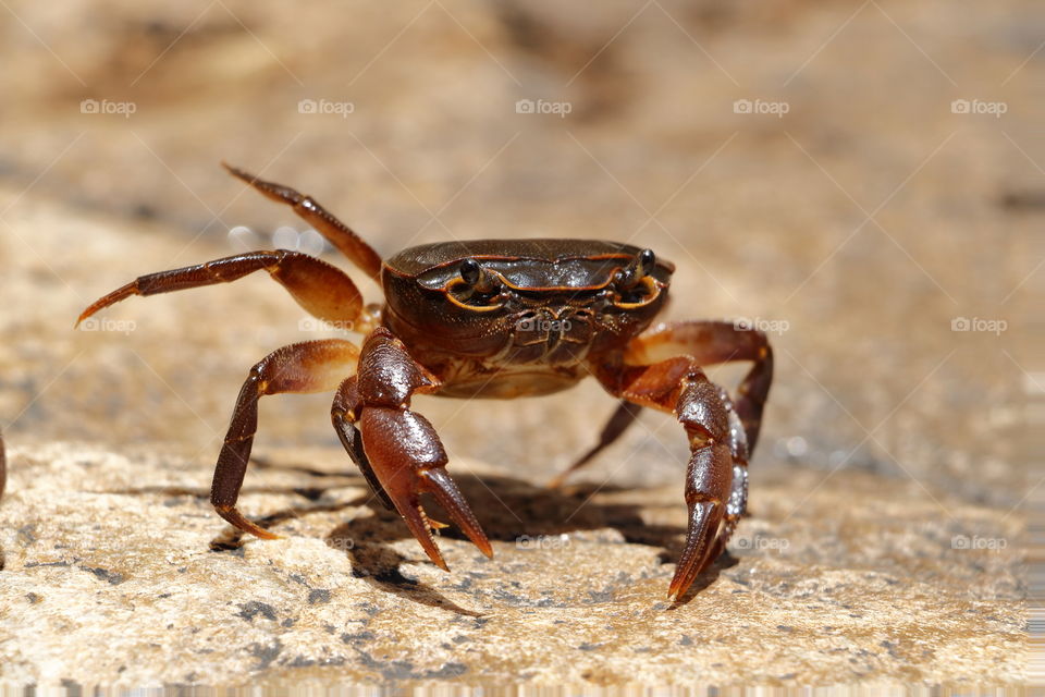 Crab Tap dance