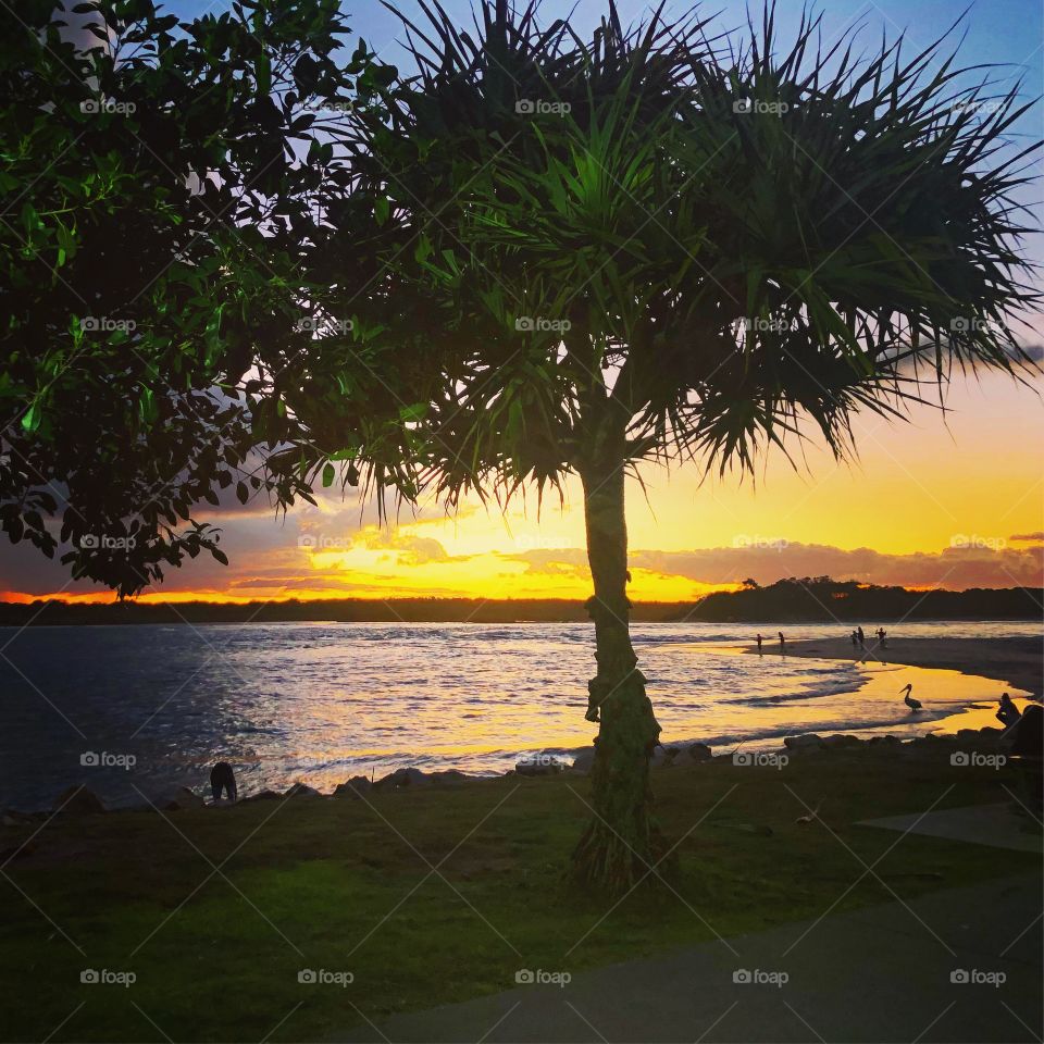 Sunset at the sea with tropical mangrove trees