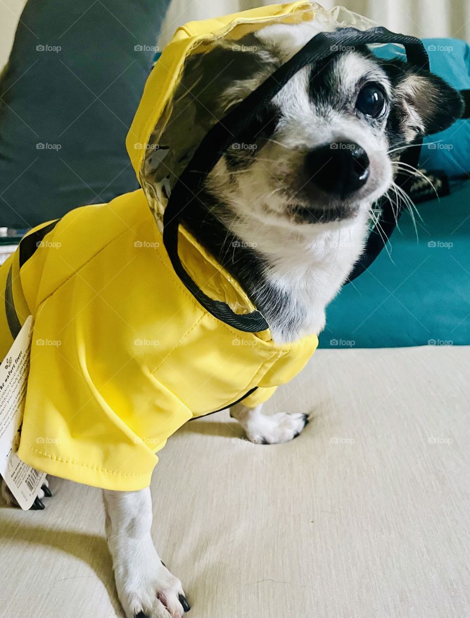 Not again another silly coat for the fall