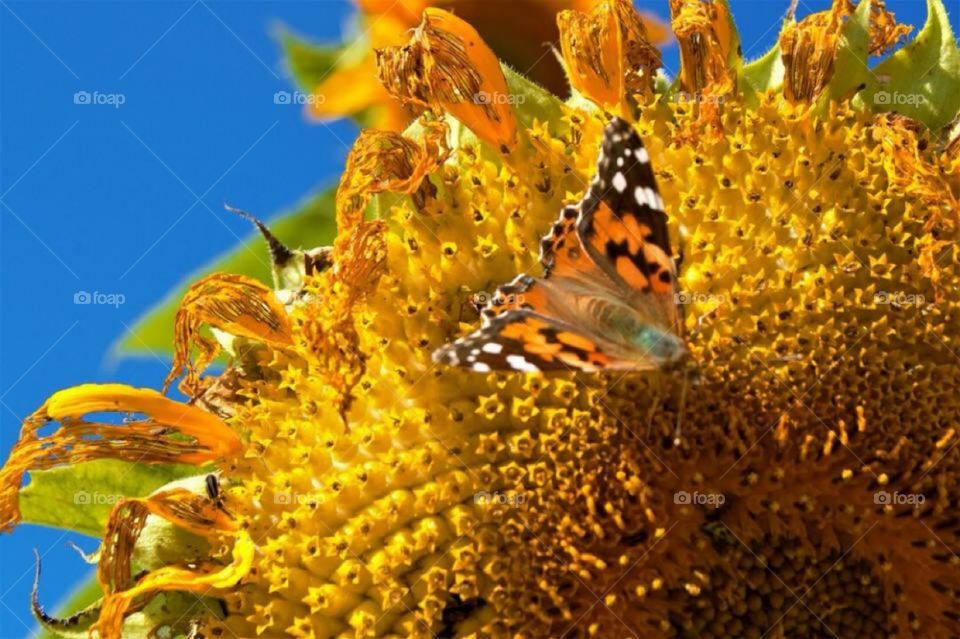 Beautiful capture of this butterfly on this Sunflower. Captured with my Nikon Camera 