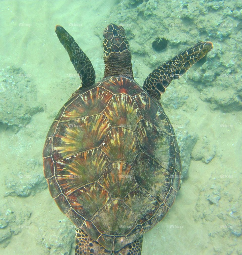 Green sea turtle