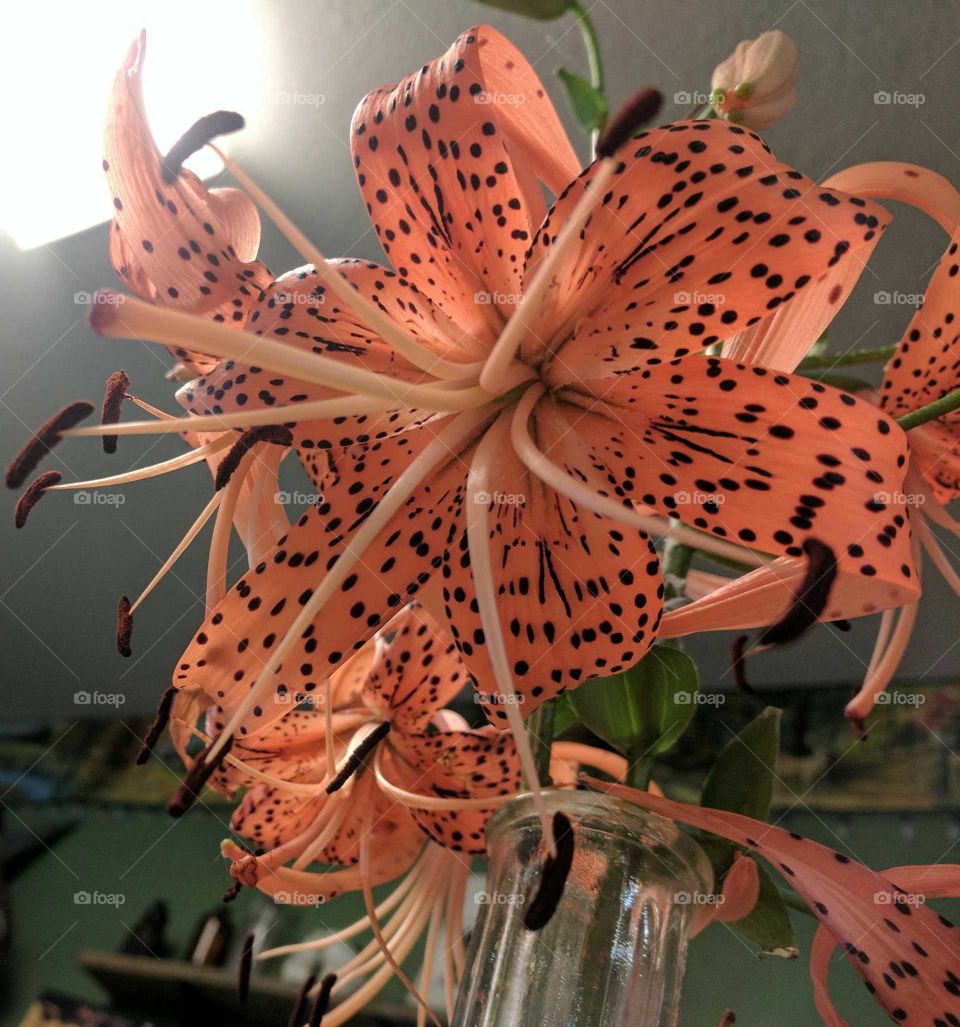 Tiger Lily