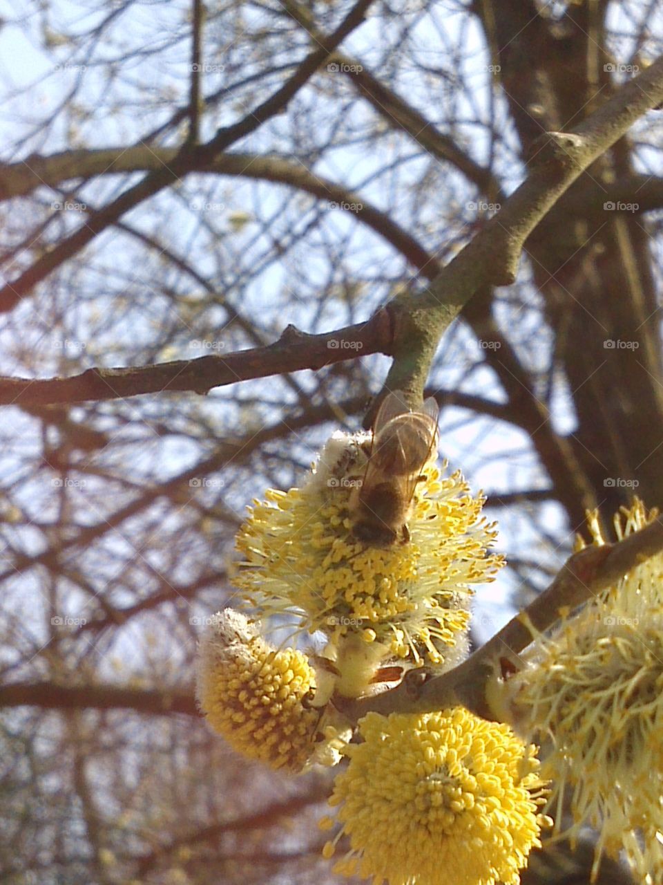 Bee on flowers