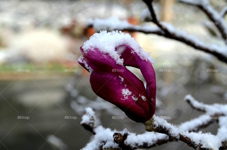 Tulip in Winter