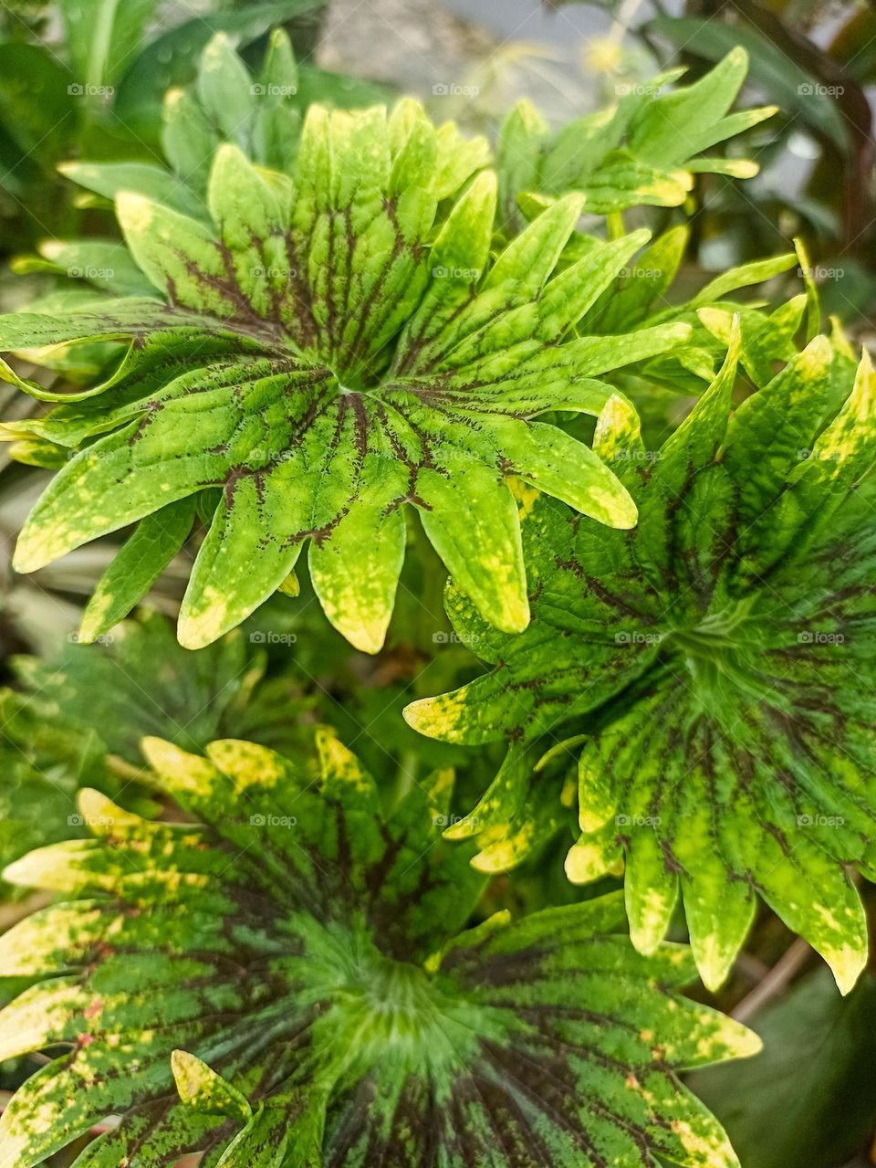 Close-up view of a green plant with leaves that have beautiful texture and color. These leaves look healthy and lush