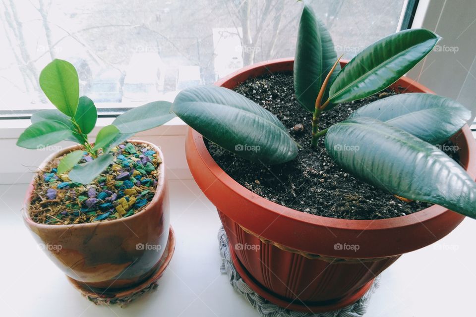 High view of potted plants