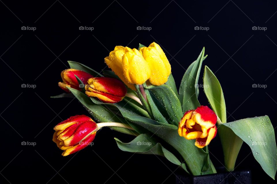 Yellow red tulips with water drops on dark studio background