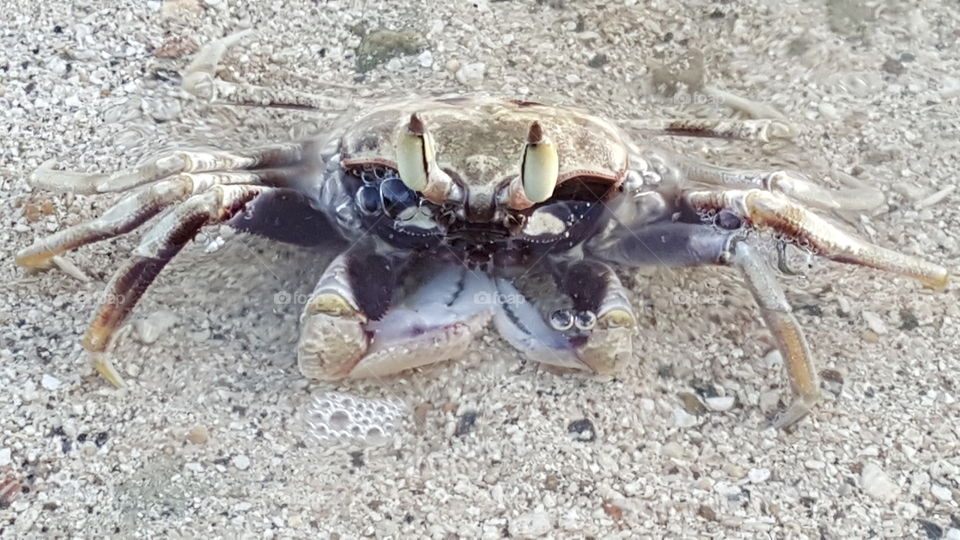 Beachy Crabby