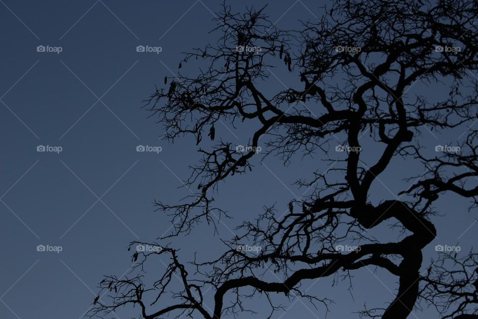 Tree Silhouette against Sunset Sky in Spring Park

Lovely Evening Walk

Enjoy Watching