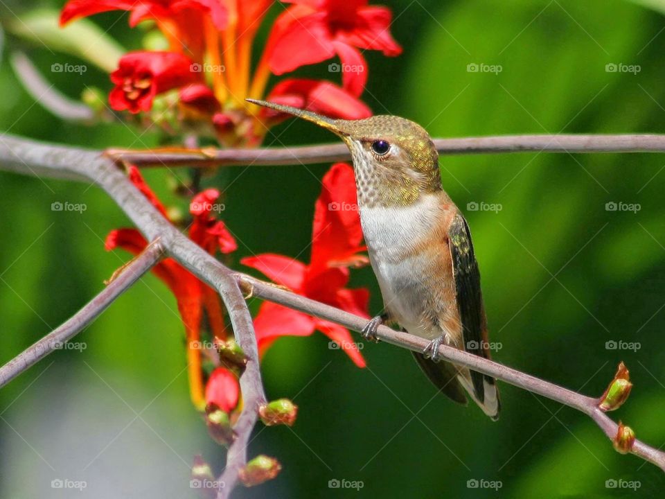 Hummingbird. He found my neighbor's flowers.