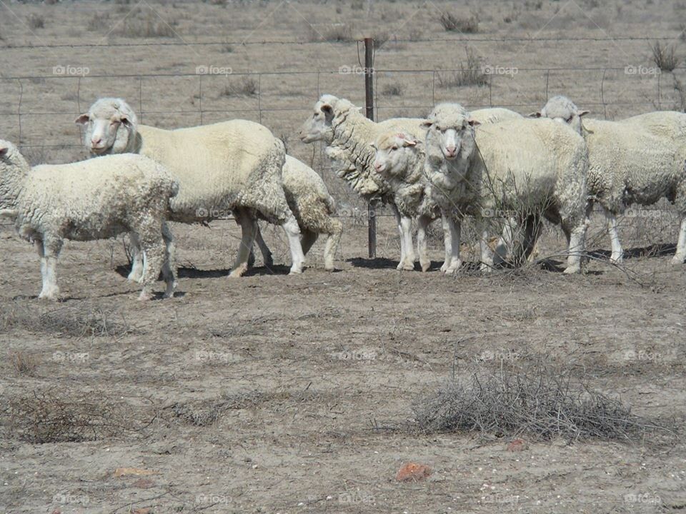 Sheep on the land 