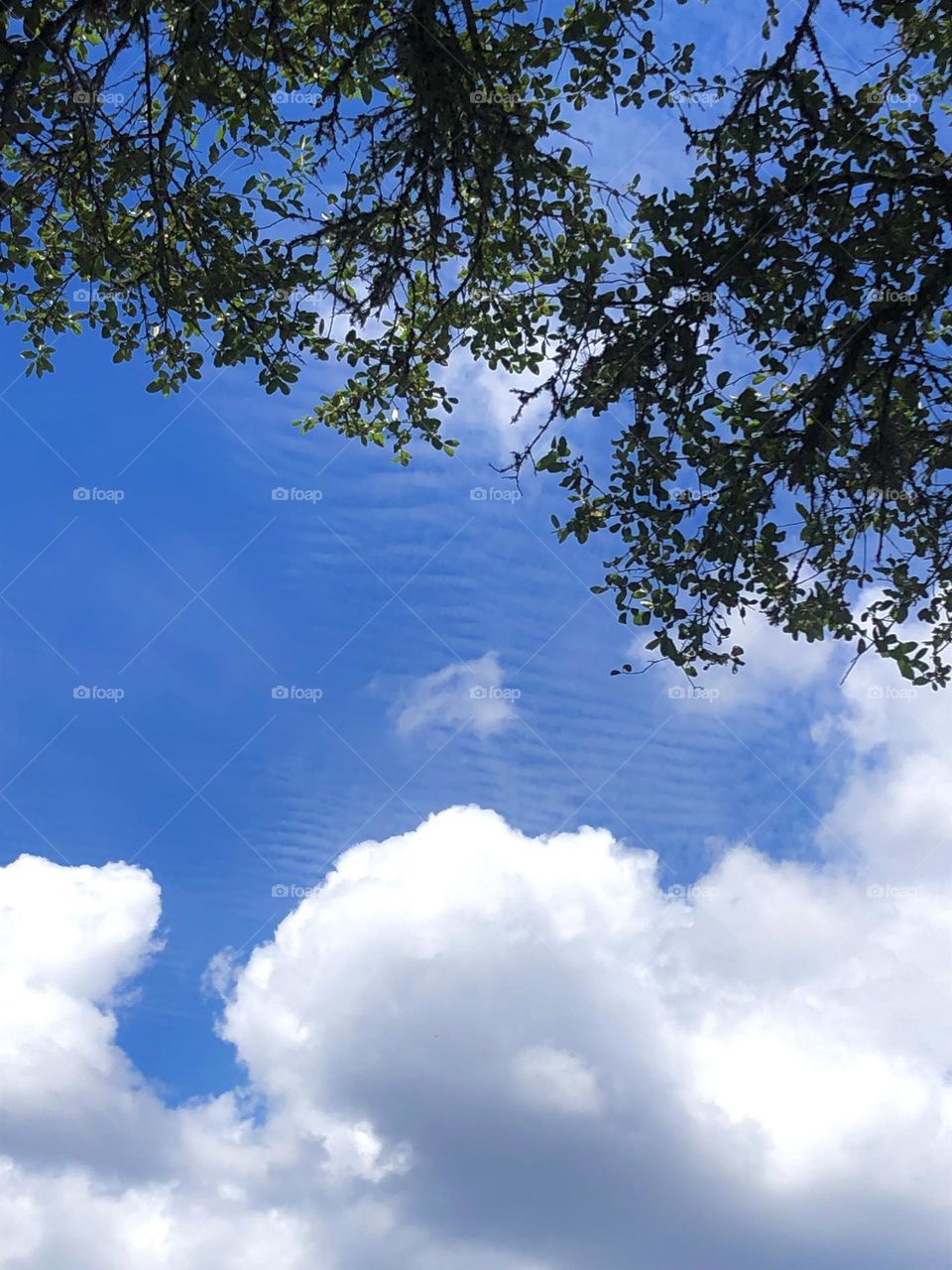 Beautiful clouds in the front yard this night, with a canopy of a live oak for some shade. 