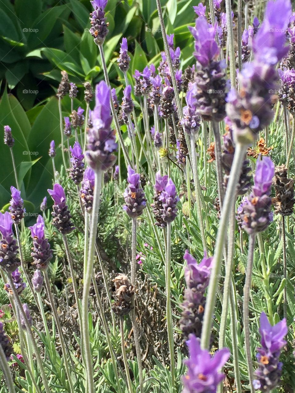 Montecito Lavender