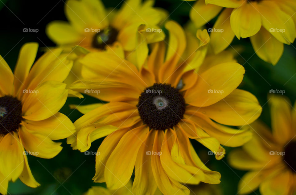 flowers yellow flower macro by hugo