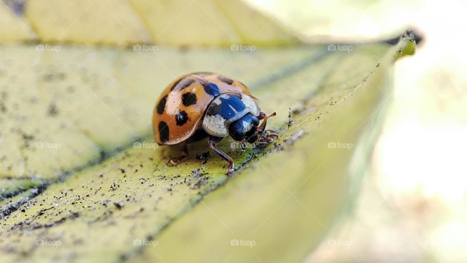 Lady bug