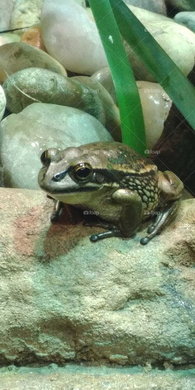 Frog sitting on the rock