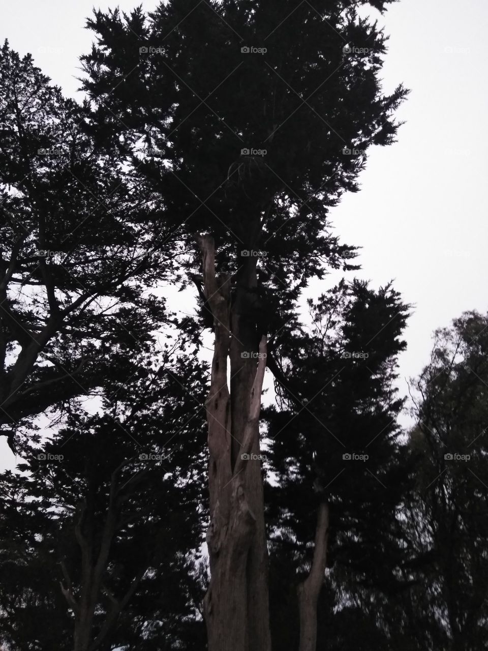 San Francisco tree