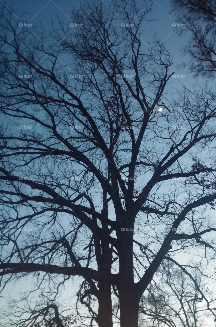 moon between the oak tree