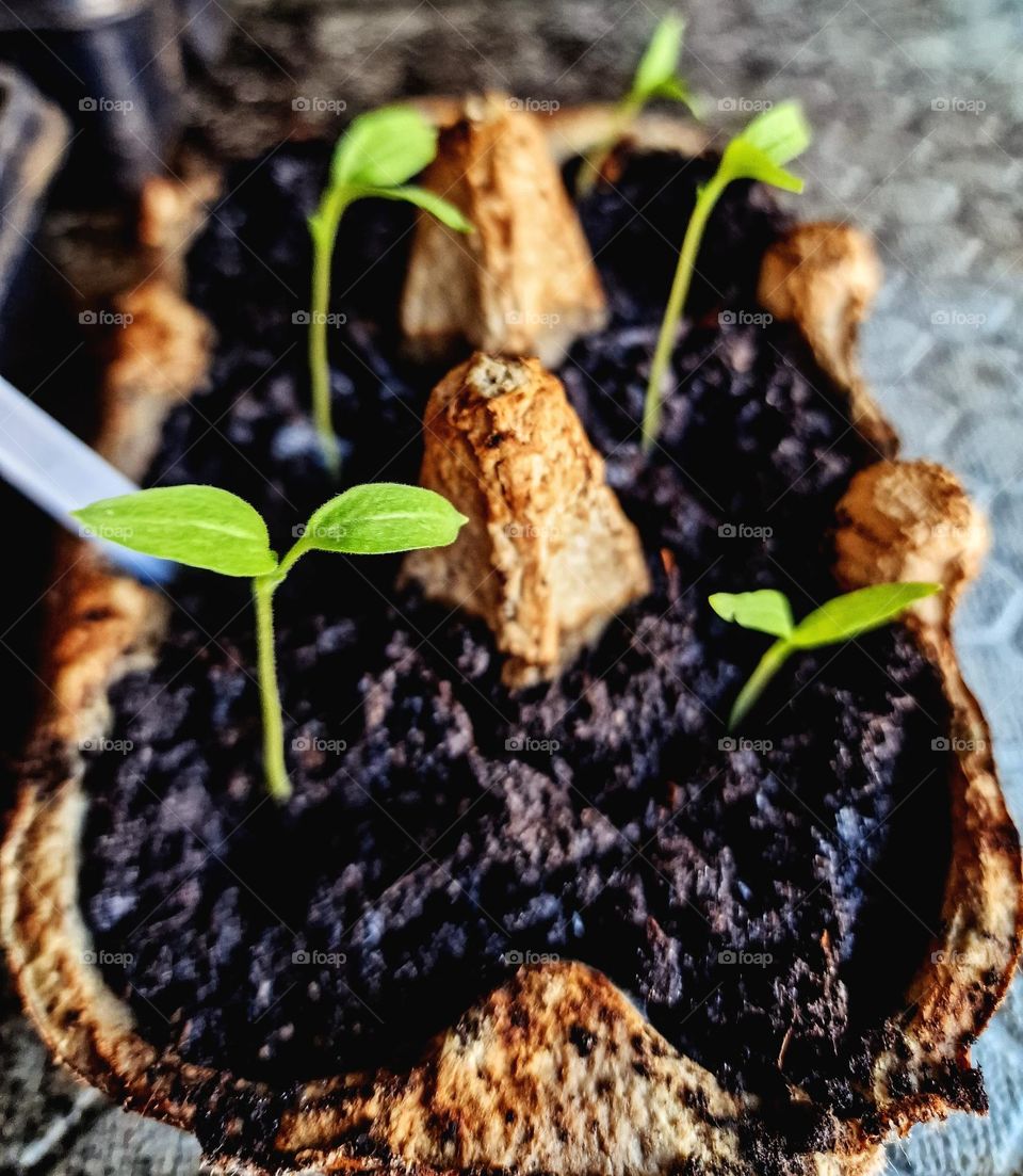 my sowing for my garden