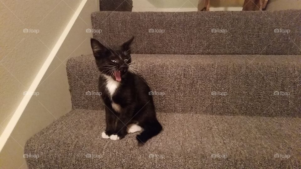 A Sleepy and Yawning Tuxedo Kitten