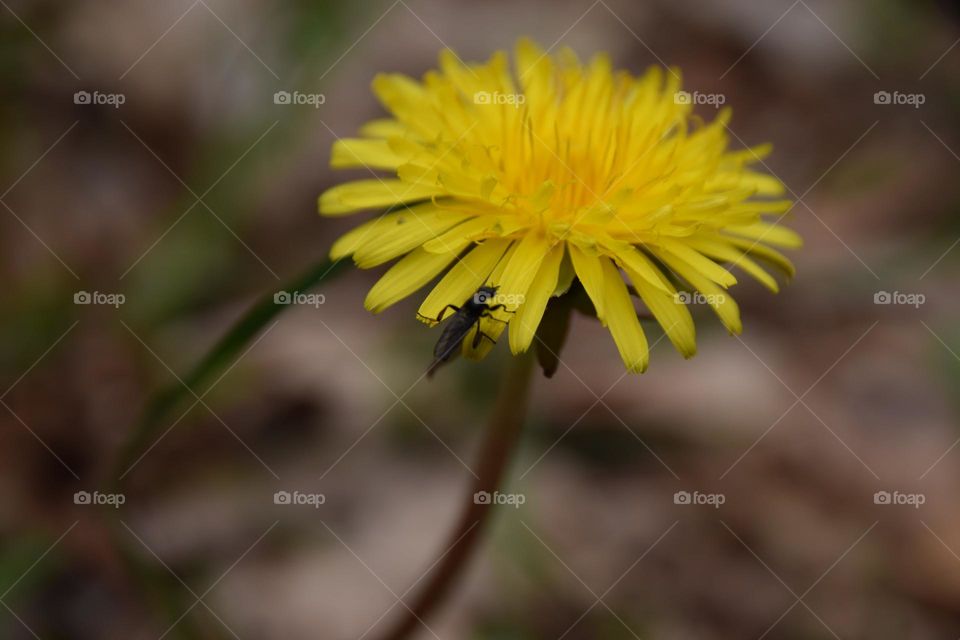Butterblume mit Insekt