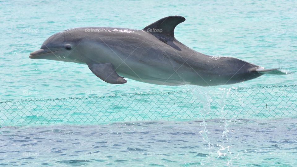 Dolphin jumping in the sea