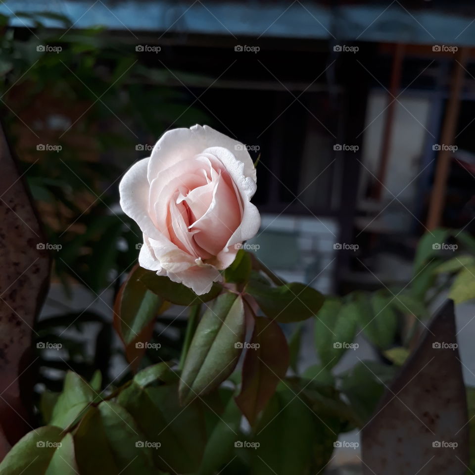 Rose 'soft pink'