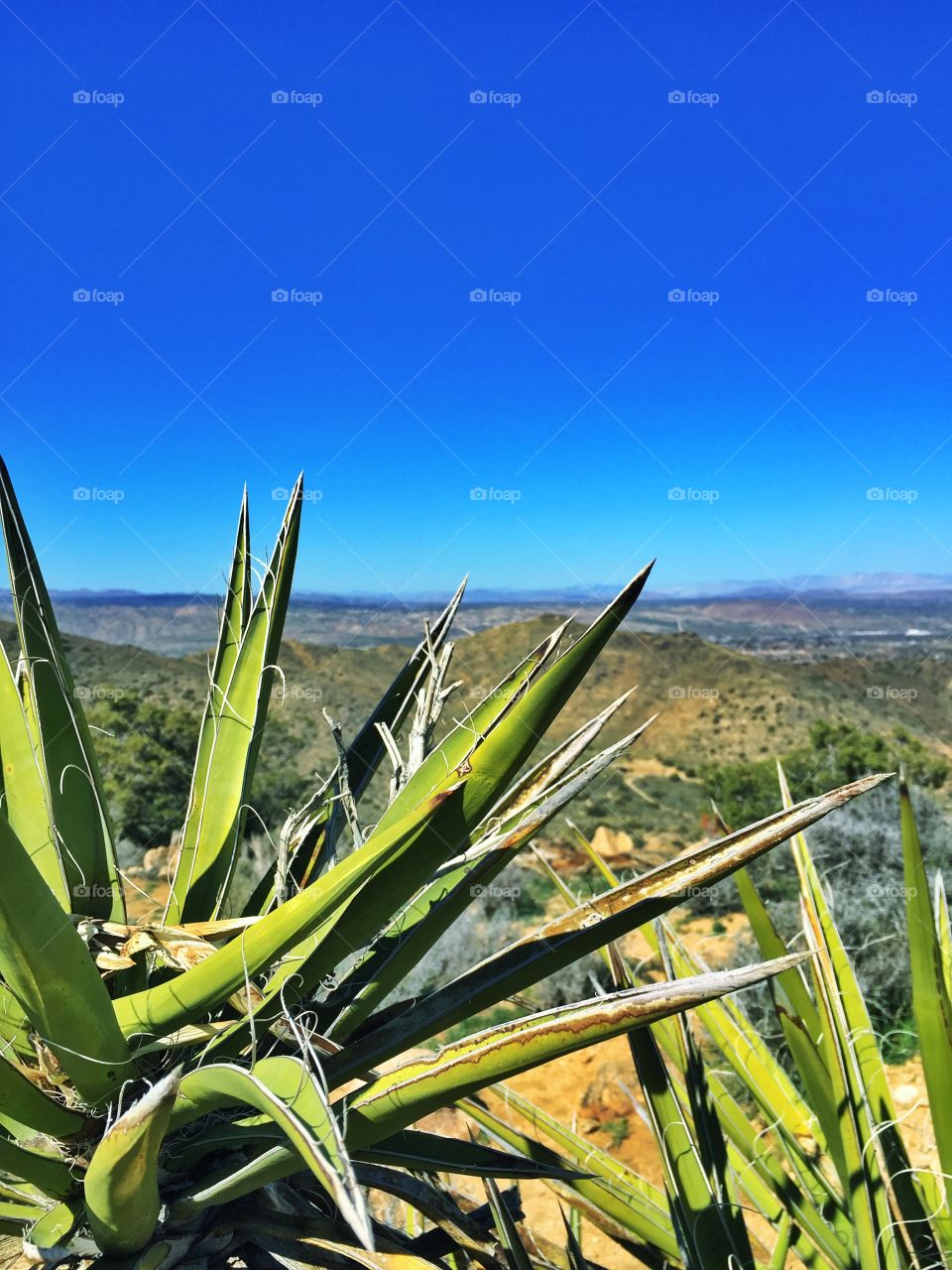 Overlooking Joshua Tree. Visited Joshua Tree National Park with friends in April 2015