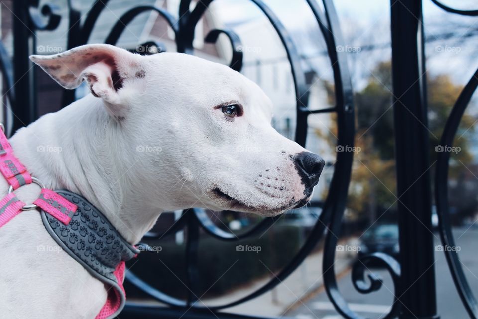 Sydney loves her walk because she loves meeting new people and discovering new things everyday 