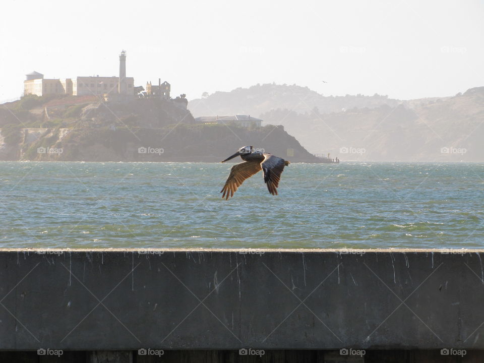 Soaring Brown Pelican near Alcatraz Island