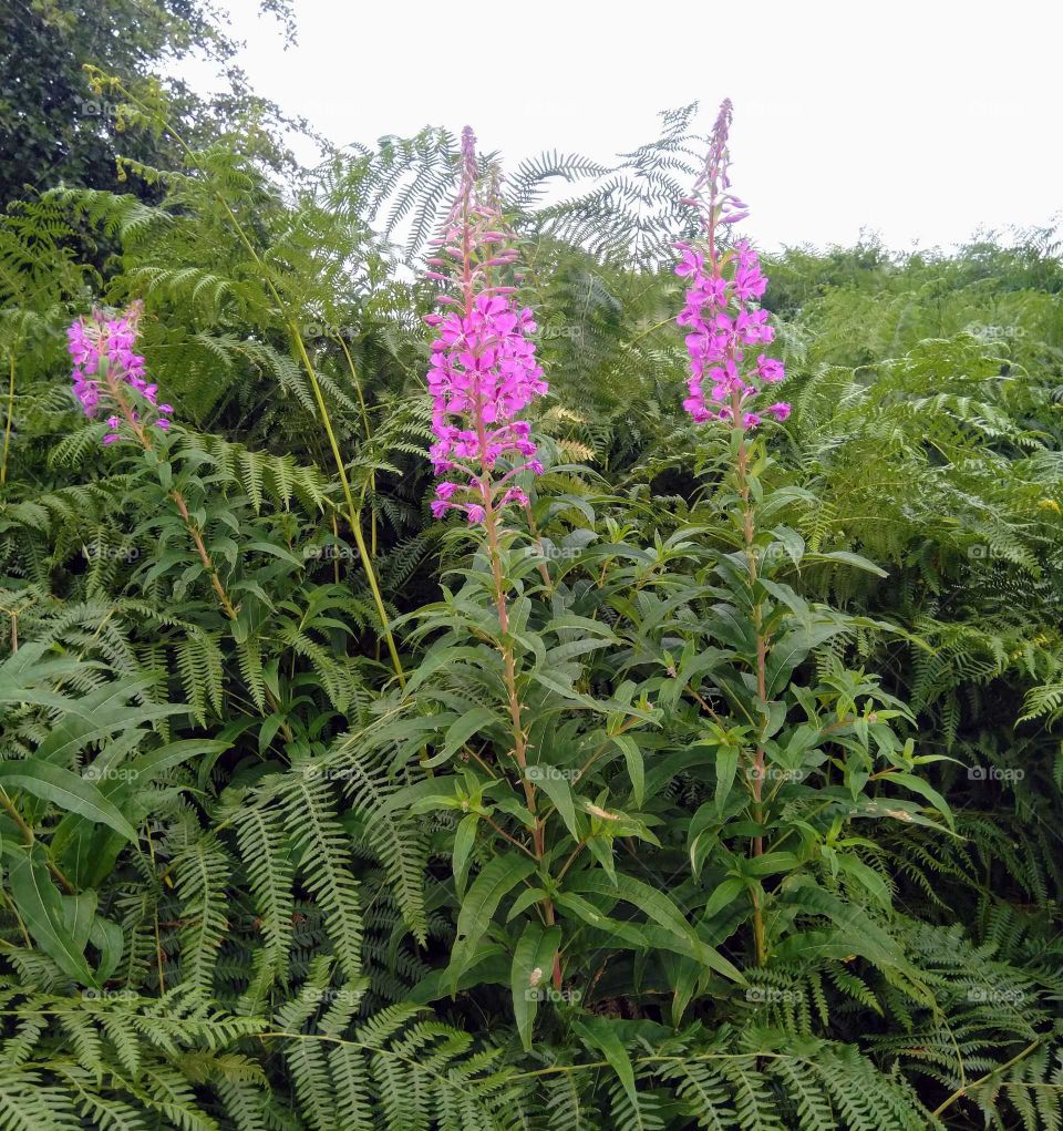 Willow Herb.