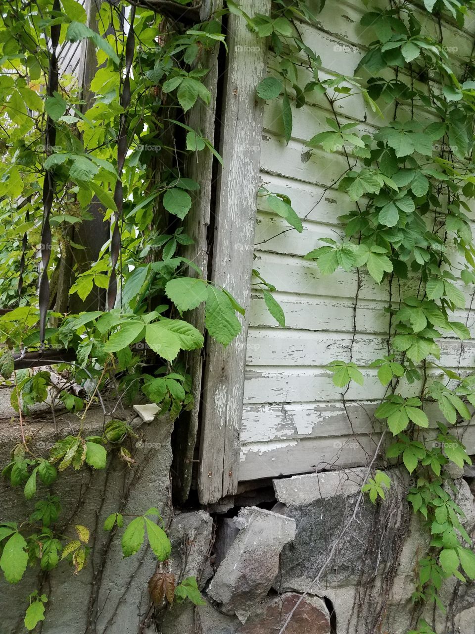 ivy covered building