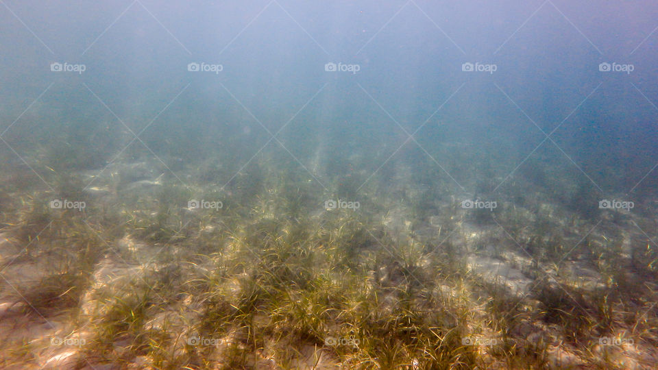 sea grass