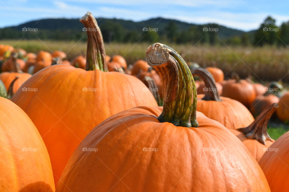 pumpkins