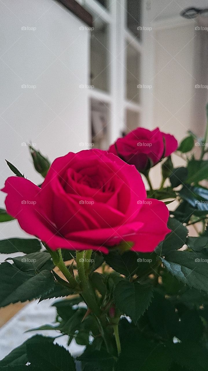 Blooming Rose 🌹